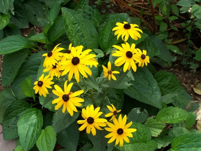 yellow flowers