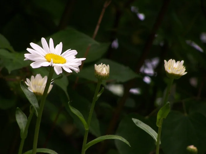 white daisy