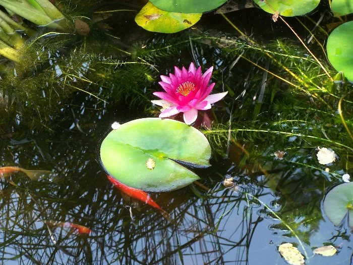 water lilly