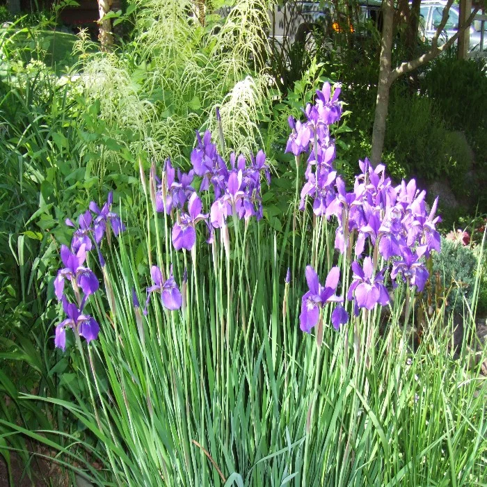 purple flowers