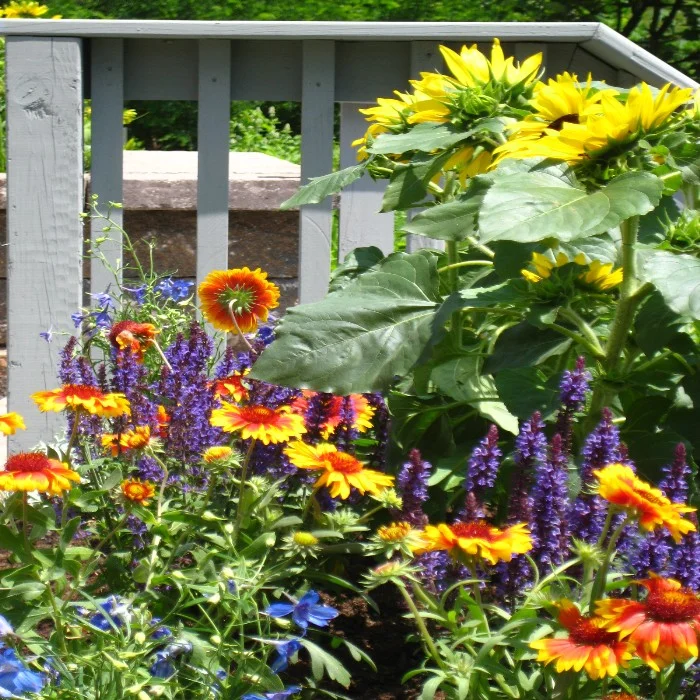 beutiful flower landscape area