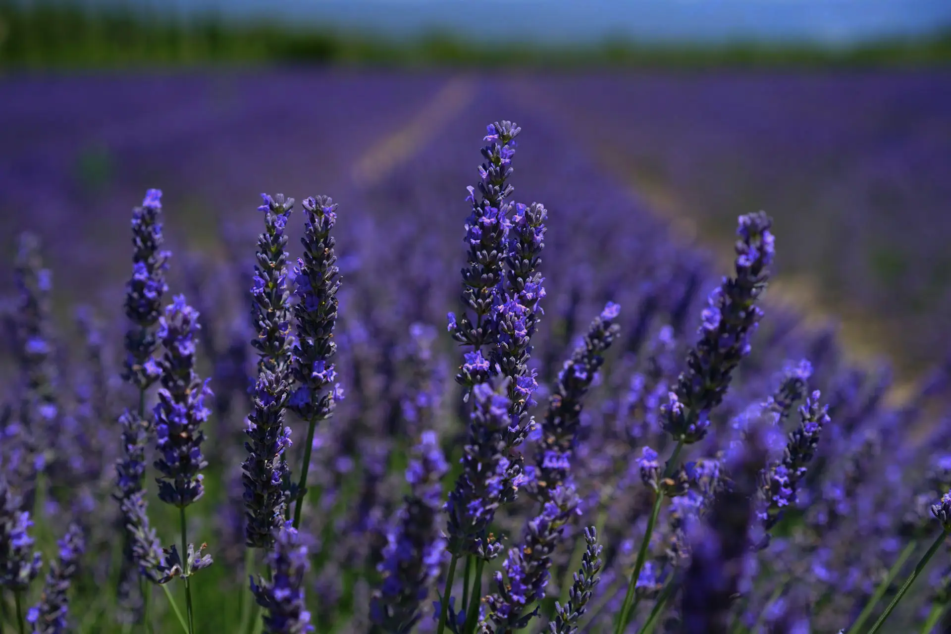 purple flowers in field